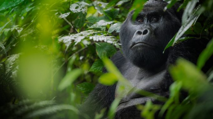Best Time For Gorilla Trekking 2024