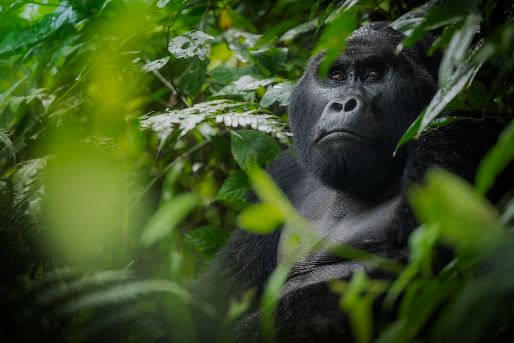 Changes In Best Time For Gorilla Trekking In 2024