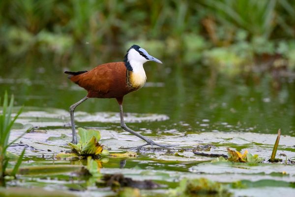 African-Jacana birding uganda