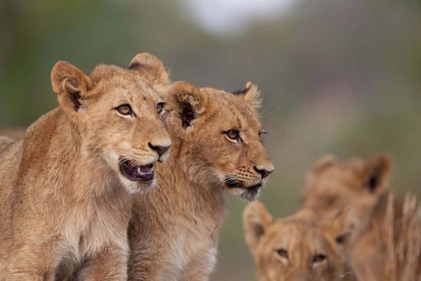 lions in Uganda cubs
