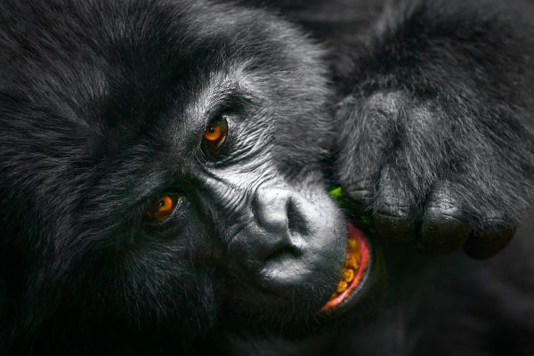 photo safari Gorilla Uganda