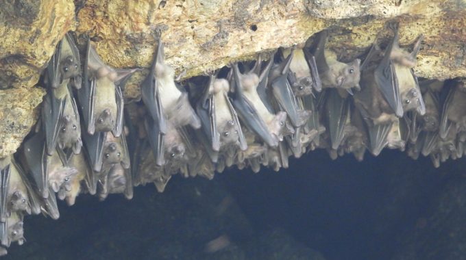 2024 - 2027 Queen Elizabeth National Park: A Jewel Of Uganda