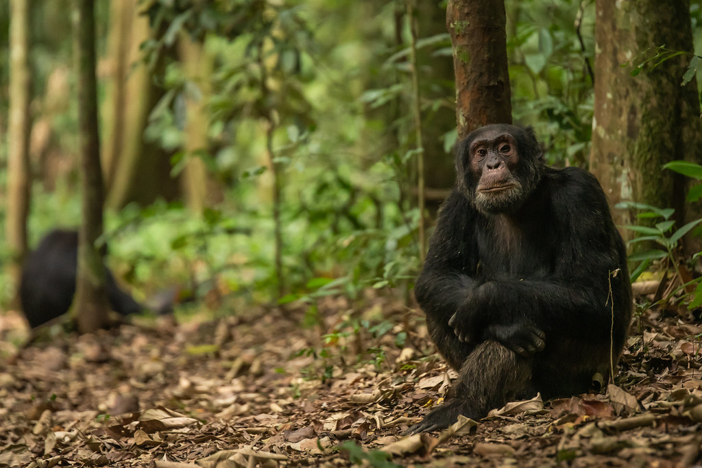 kibale forest national park summary