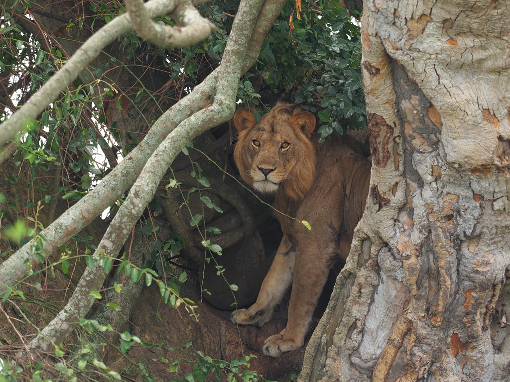 2024 - 2027 Queen Elizabeth National Park: A Jewel of Uganda