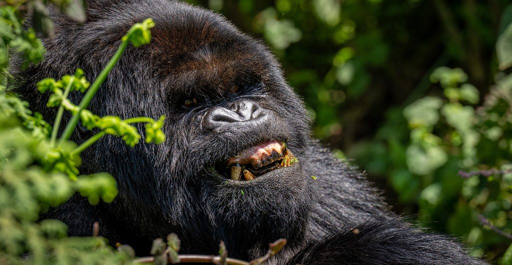 gorilla trekking in rwanda