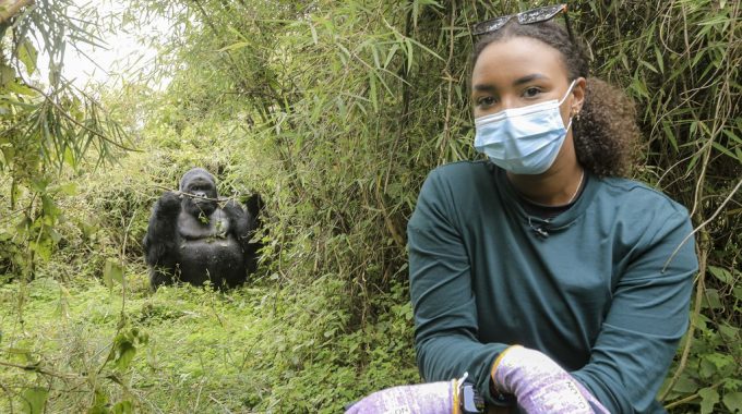 2024 – 2027 Gorilla Trekking In Uganda, Gorilla Safaris, Silverback Gorilla Info
