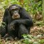 Kibale Forest National Park Summary