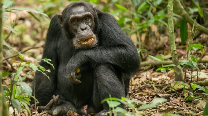 Kibale Forest National Park Summary