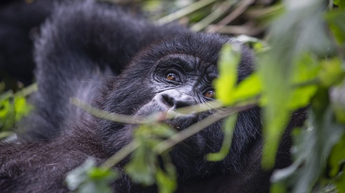 Where Is The Headquarters Of Kibale National Park?