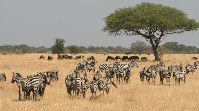 Is Masai Mara In The Serengeti?