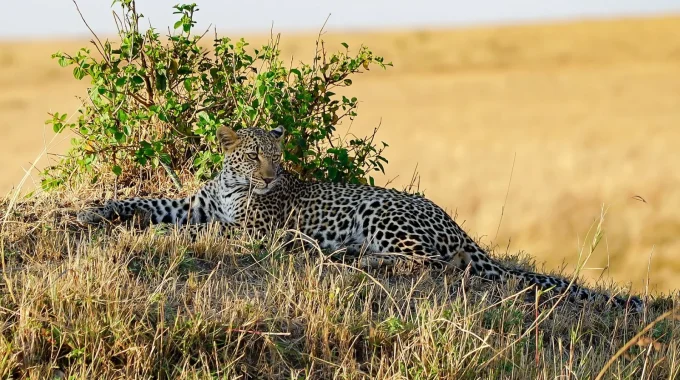 Are There Tigers In Masai Mara?