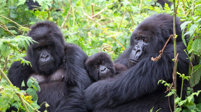 Are You Guaranteed To See Gorillas In Uganda?