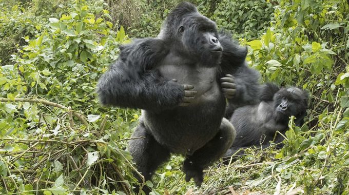 What Are The Four Sectors Of Bwindi?