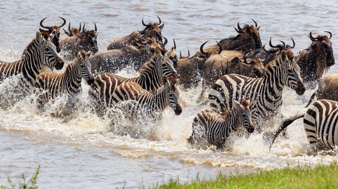 Do Zebras And Wildebeest Mate?