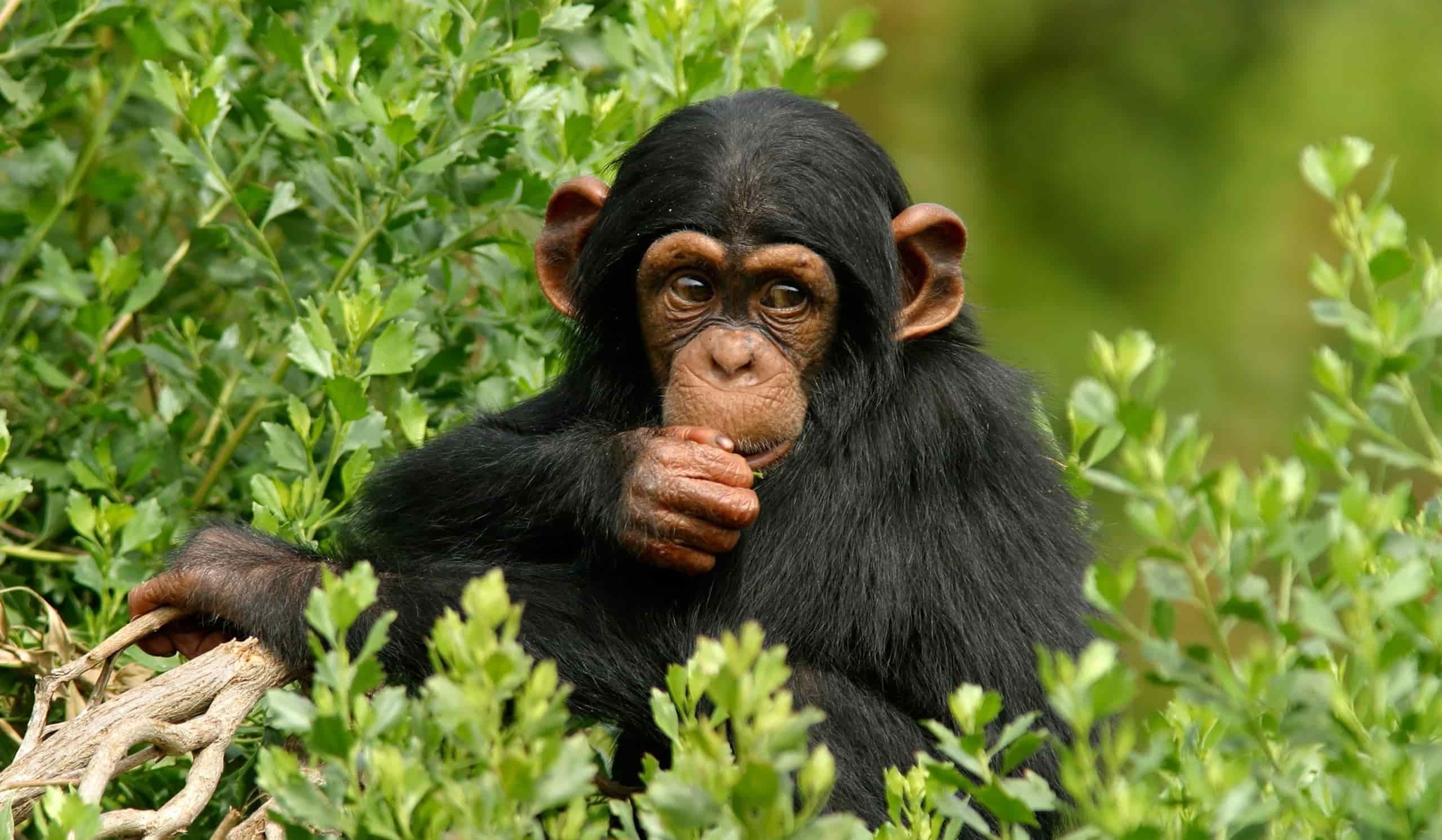 How big is Kibale forest?