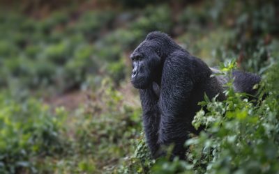How Do I Get To Bwindi Forest