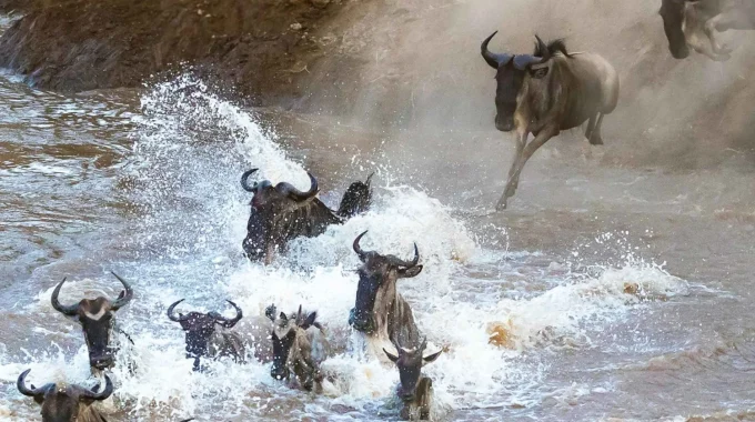 How Do You See The Great Wildebeest Migration?