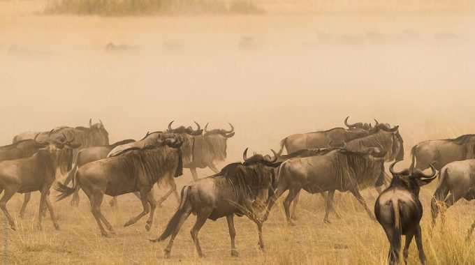 How Fast Can Wildebeest Run?