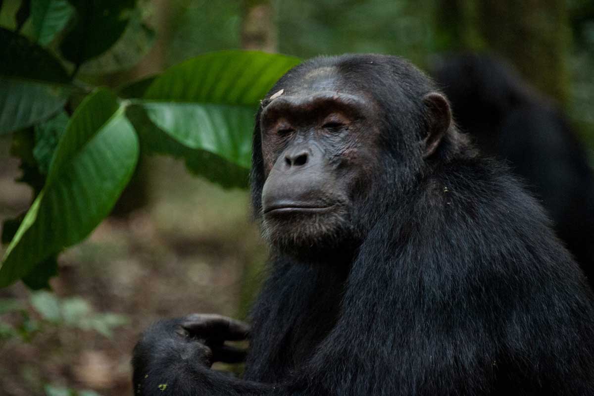 How many chimpanzees are in Kibale National Park?