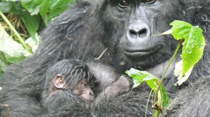 How Many Gorilla Families Are There In Ruhija?