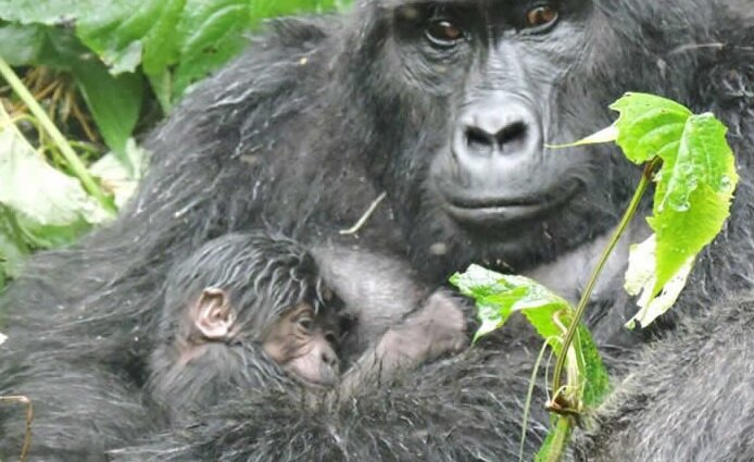 How many gorilla families are there in Ruhija?