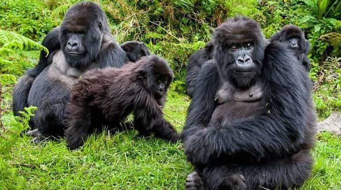 How Many Gorillas Are In Mgahinga Gorilla National Park?