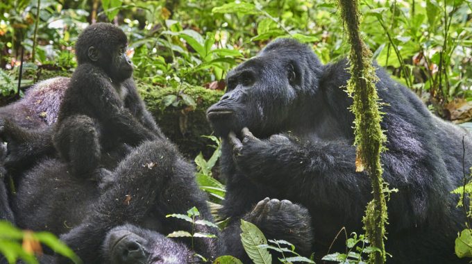 How Many Mountain Gorillas Are In Bwindi Impenetrable National Park?