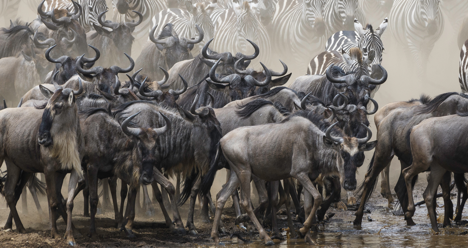 How many wildebeests travel together?