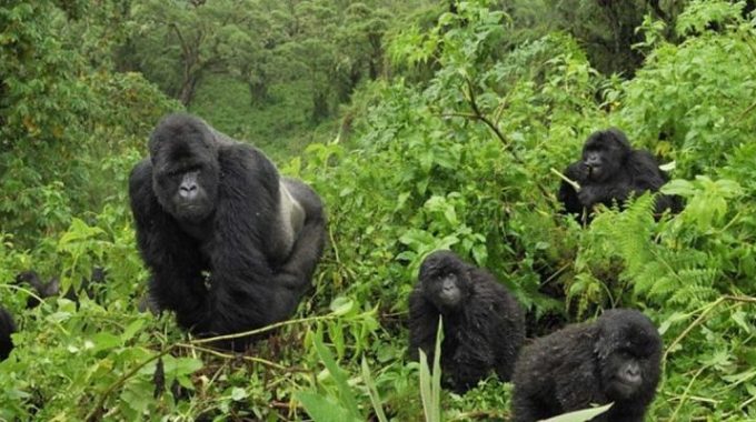 How Much Does It Cost To Go To Bwindi Impenetrable Forest?