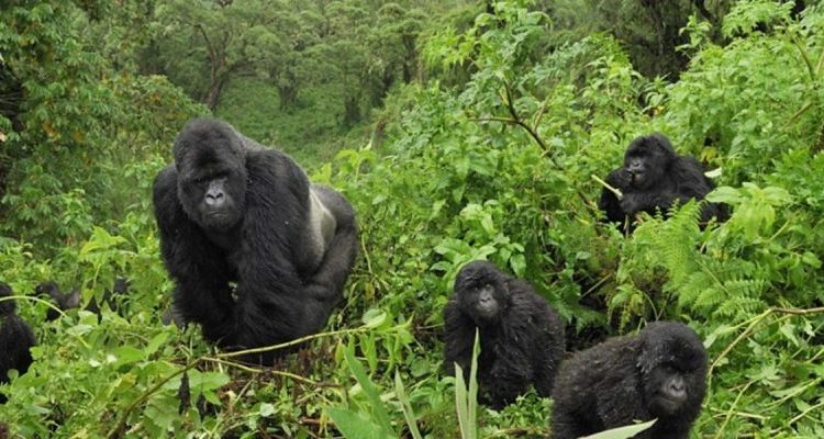 How much does it cost to go to Bwindi Impenetrable Forest?