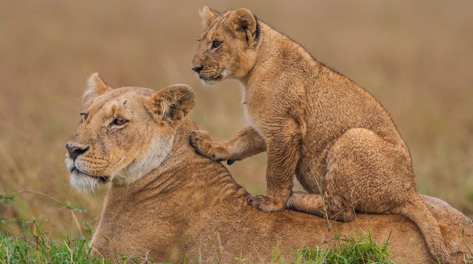 How Much Does It Cost To Visit Masai Mara?
