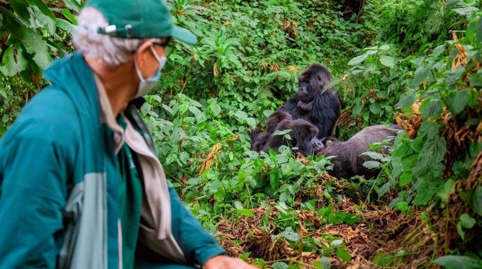 How To Prepare For Gorilla Trekking?