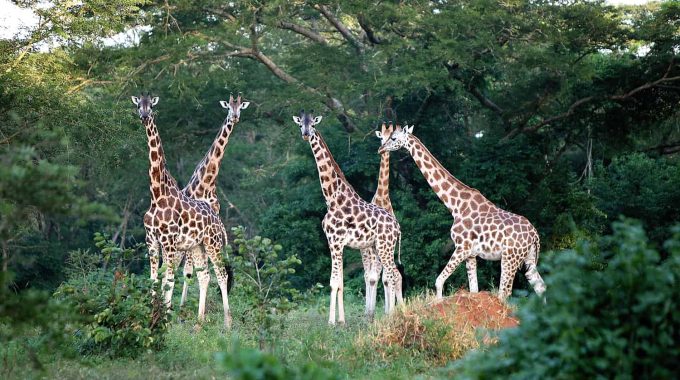 In Which District Is Murchison Falls Located?