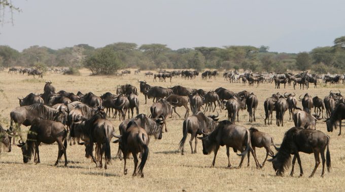Is Masai Mara Cheaper Than Serengeti?