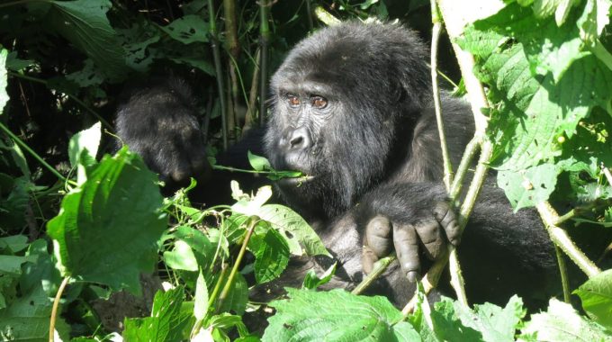 Is It Safe To Visit Bwindi Impenetrable National Park?