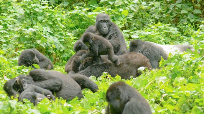 Is It Safe To Visit Bwindi Impenetrable National Park?
