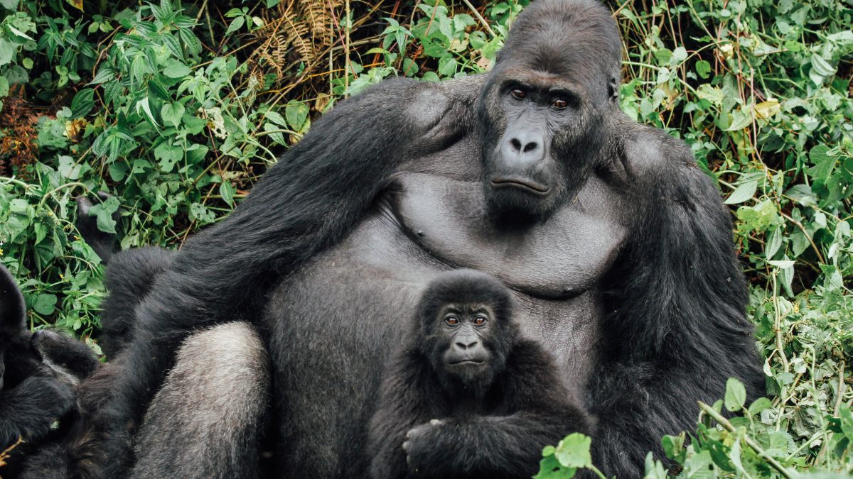 Who are the gorilla families in Mgahinga National Park?