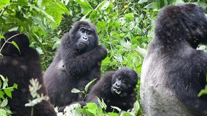Nyakagezi gorilla Trek