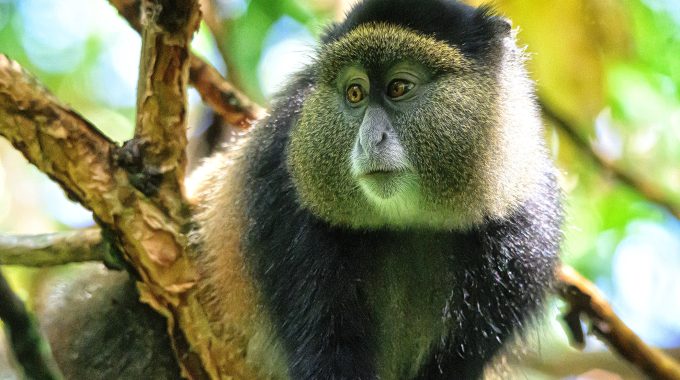 What Animals Are In The Mgahinga National Park?