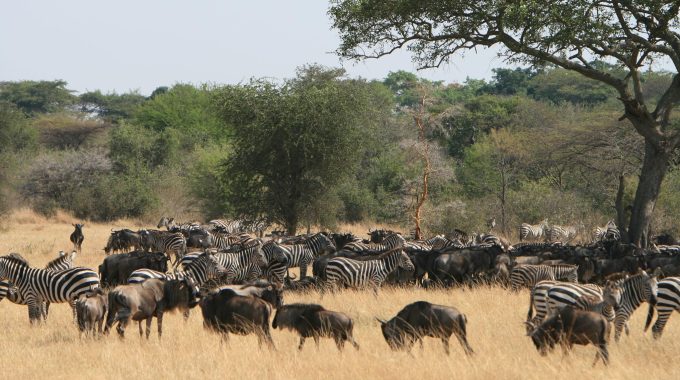What Does Serengeti Mean In Swahili?