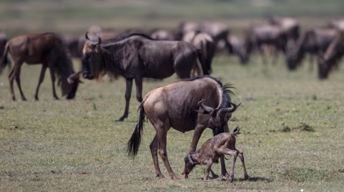 What Drives Wildebeest To Migrate?