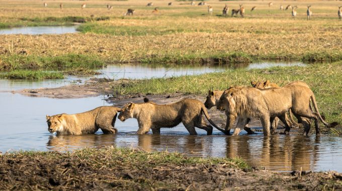 What Is So Special About The Okavango Delta?