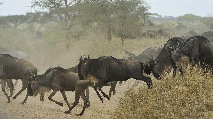 What Is The Danger Of A Wildebeest?