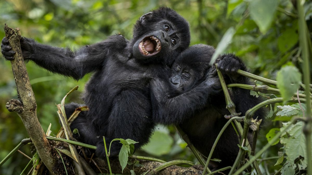Which national park has gorillas in Uganda?