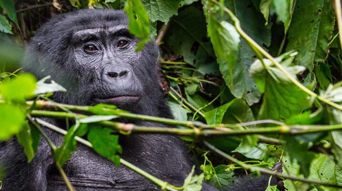 What Is The Elevation Of Buhoma?