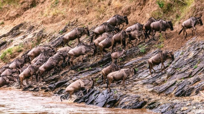 What Is The Main Reason Confronting Wildebeests During Migration?