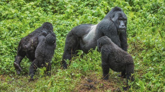 What Is The Main Tourist Attraction In Bwindi National Game Park?
