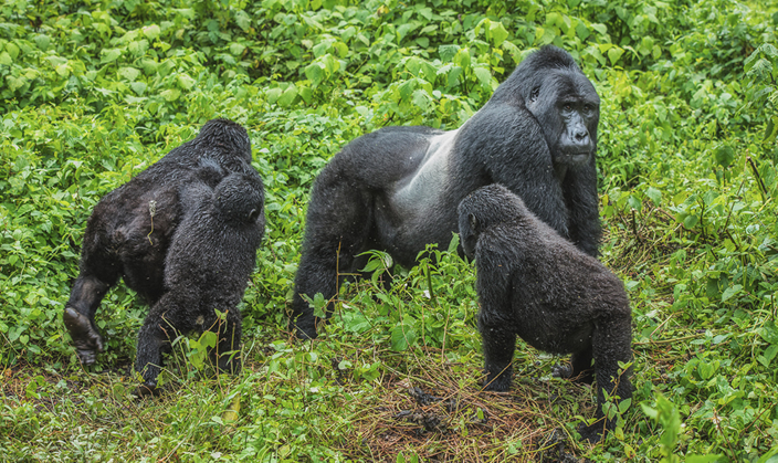 What is the main tourist attraction in Bwindi National Game Park?