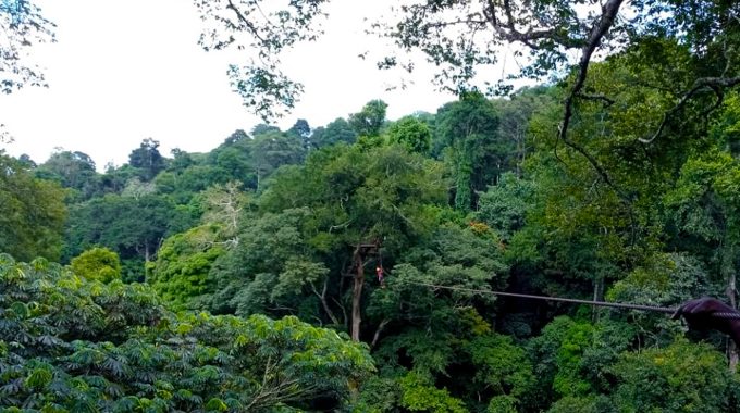 What Is The Name Of The Largest Forest In Central Uganda?