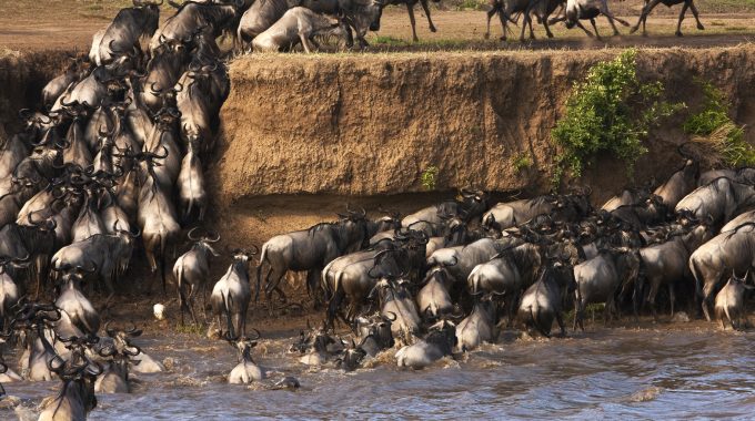 What Is The Wildebeest Migration In Kenya 2025?